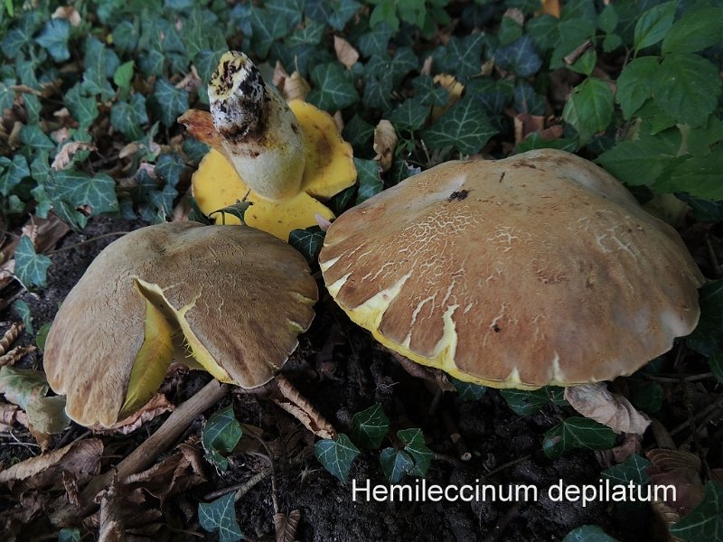 Hemileccinum depilatum-amf292-1.jpg - Hemileccinum depilatum ; Syn1: Boletus depilatus ; Syn2: Boletus obsonium ; Nom français: Bolet chauve